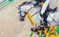 Beautiful girl in uniform and gray dressage horse at showjumping competition. Royalty Free Stock Photo