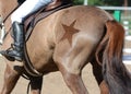Equestrian sport in details. Back of the sports horse with with a beautiful