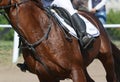 Equestrian sport in details. Sport horse and rider on gallop Royalty Free Stock Photo