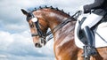 Equestrian sport - dressage head of sorrel horse