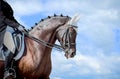 Equestrian sport - dressage head of sorrel horse Royalty Free Stock Photo