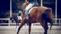 Equestrian sport. Dressage of horses in the arena