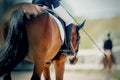 Equestrian sport. Dressage of horses in the arena