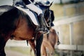 Equestrian sport. Dressage of horses in the arena