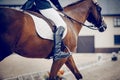 Equestrian sport. Dressage of horses in the arena