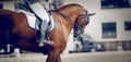 Equestrian sport. Dressage of horses in the arena