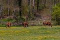 Horses on a paddock eating grass Royalty Free Stock Photo