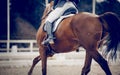 Equestrian sport. Dressage of horses in the arena