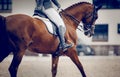 Equestrian sport. Dressage of horses in the arena