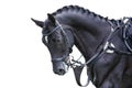 Equestrian sport portrait - cross-country head of sorrel horse