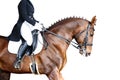 Equestrian sport portrait - dressage head of sorrel horse