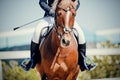 Equestrian sport. Portrait sports red stallion in the bridle. Horseback riding