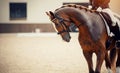 Equestrian sport. Portrait sports red stallion with a white groove on his forehead in the bridle. Horseback riding Royalty Free Stock Photo