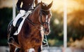 Equestrian sport. Portrait sports stallion in the double bridle. Dressage of horses in the arena Royalty Free Stock Photo