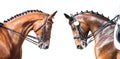 Equestrian sport portrait - dressage head of sorrel horse Royalty Free Stock Photo