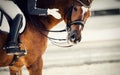 Equestrian sport. Praise the horse. Portrait sports stallion in the bridle Royalty Free Stock Photo