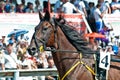 Equestrian sport. Trotters race in arena Royalty Free Stock Photo