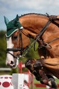 Equestrian SPorts Royalty Free Stock Photo