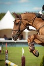 Equestrian SPorts Royalty Free Stock Photo