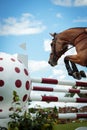 Equestrian SPorts Royalty Free Stock Photo