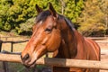 Horse Closeup Head Outdoors Royalty Free Stock Photo