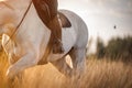 Equestrian stirrups. Horse in the field