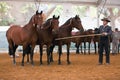 Equestrian test functionality with 3 pure Spanish horses