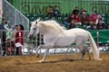 Equestrian test of morphology to pure Spanish horses