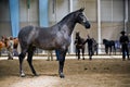 Equestrian test of morphology to pure Spanish horses