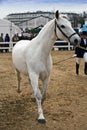 Equestrian test of morphology to pure Spanish horses