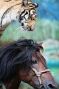 The equestrian tiger of circus