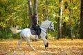 Equestrian woman galloping arabian horse down the path in the autumn evening