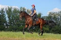 Equestrian woman riding horse in summer nature