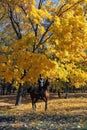 Equestrian women ride across a grove at dusk Royalty Free Stock Photo