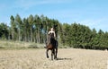 Equestrienne and horse. Hanoverian. Royalty Free Stock Photo