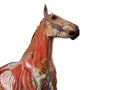 The equine anatomy