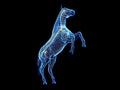 the equine anatomy - the nervous system