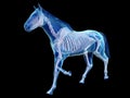 The equine anatomy - the skeleton