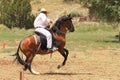 Equine Demonstration Las Golondrinas Summer Fest.