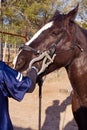 Equine dental work