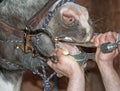 Equine dentist