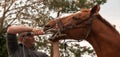 Equine dentist providing a routine dental checkup