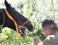 Equine dentist at work Royalty Free Stock Photo