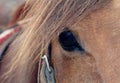 Equine Eye