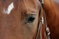 Equine Eye Royalty Free Stock Photo