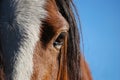 Equine Eye Royalty Free Stock Photo