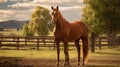 equine horse on farm Royalty Free Stock Photo