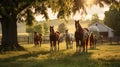 equine horses on farm