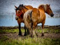 Equine horses on the meadow Royalty Free Stock Photo