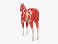 the equine muscle anatomy Royalty Free Stock Photo